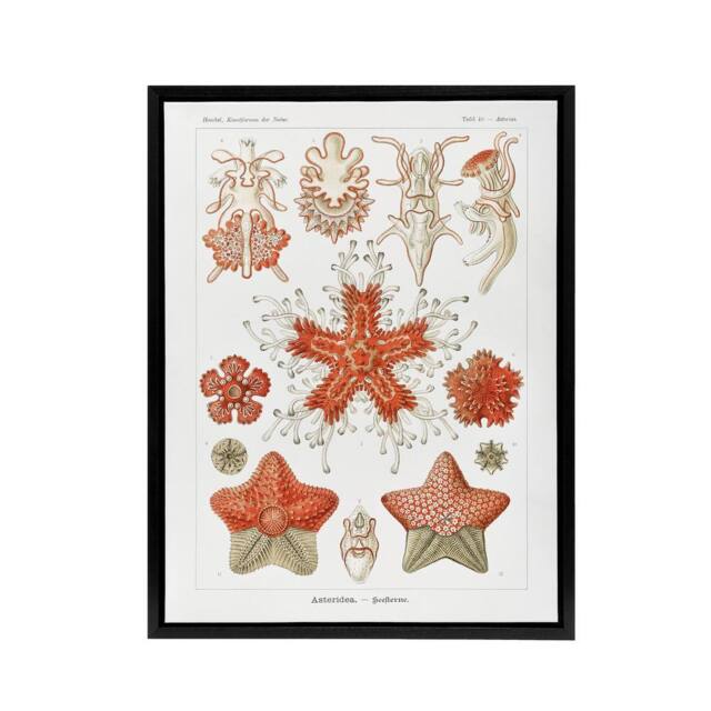 "Artery8 Asteroidea Starfish Sea ocean Haeckel Botanical Framed Canvas Wall Art in White - Size: W12"" x H16""" - image 1