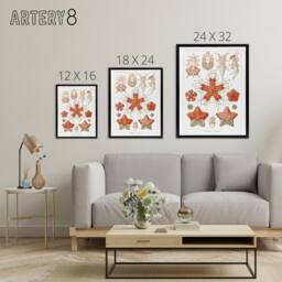 "Artery8 Asteroidea Starfish Sea ocean Haeckel Botanical Framed Canvas Wall Art in White - Size: W12"" x H16""" - thumbnail 4