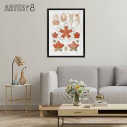 "Artery8 Asteroidea Starfish Sea ocean Haeckel Botanical Framed Canvas Wall Art in White - Size: W12"" x H16""" - thumbnail 3