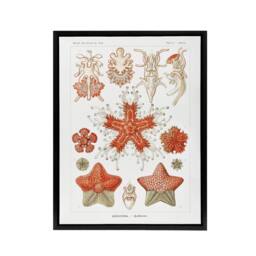 "Artery8 Asteroidea Starfish Sea ocean Haeckel Botanical Framed Canvas Wall Art in White - Size: W12"" x H16""" - thumbnail 1