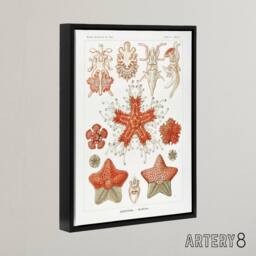 "Artery8 Asteroidea Starfish Sea ocean Haeckel Botanical Framed Canvas Wall Art in White - Size: W12"" x H16""" - thumbnail 2