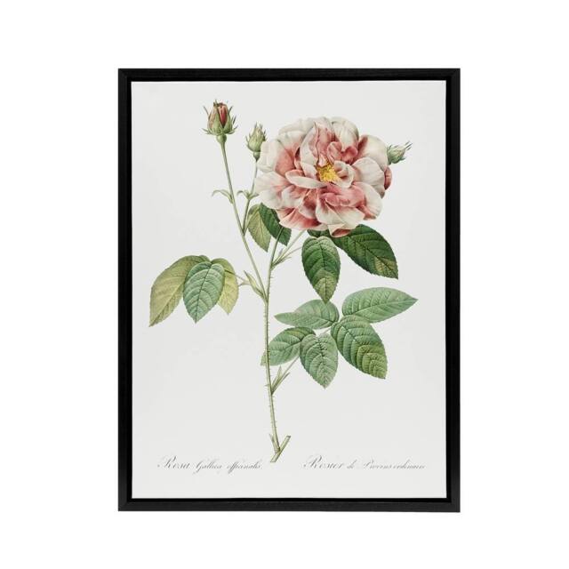 "Artery8 Rosa Gallica Giant Rose Floral Redoute Vintage Framed Canvas Wall Art in White - Size: W12"" x H16""" - image 1