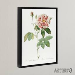 "Artery8 Rosa Gallica Giant Rose Floral Redoute Vintage Framed Canvas Wall Art in White - Size: W12"" x H16""" - thumbnail 2