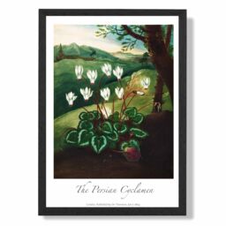 ARTZE Vintage Floral Exhibition - Cyclamen Flowers Framed Print SIZE: A2 with Black Frame in Green - Size: A3 - thumbnail 1