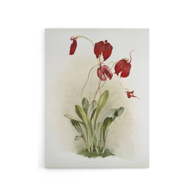 "Artery8 F Sander Masdevallia Harryana Splendens Orchid Canvas Wall Art Print - Size: W12"" x H16""" - image 1