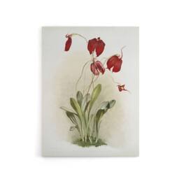 "Artery8 F Sander Masdevallia Harryana Splendens Orchid Canvas Wall Art Print - Size: W12"" x H16""" - thumbnail 1