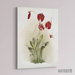 "Artery8 F Sander Masdevallia Harryana Splendens Orchid Canvas Wall Art Print - Size: W12"" x H16""" - thumbnail 2