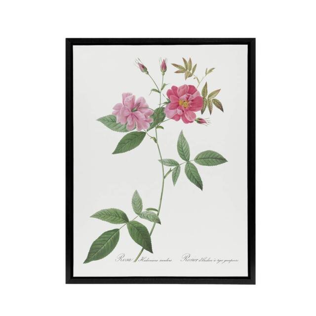 "Artery8 Hudson Rosehip Botanical Redoute Vintage Black Framed Canvas Wall Art in White - Size: W12"" x H16""" - image 1