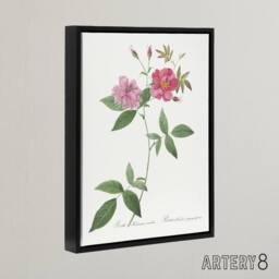 "Artery8 Hudson Rosehip Botanical Redoute Vintage Black Framed Canvas Wall Art in White - Size: W12"" x H16""" - thumbnail 2