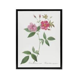 "Artery8 Hudson Rosehip Botanical Redoute Vintage Black Framed Canvas Wall Art in White - Size: W12"" x H16""" - thumbnail 1