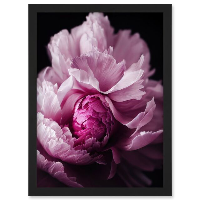 Artery8 Pink Peony Blooming Petals Macro Photograph Artwork Framed Wall Art Print A4 in Black - image 1