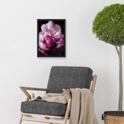 Artery8 Pink Peony Blooming Petals Macro Photograph Artwork Framed Wall Art Print A4 in Black - thumbnail 2
