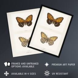 "Artery8 Regal Fritillary Butterfly Sherman Denton Wall Art Poster Print in White - Size: W12"" x H16""" - thumbnail 2