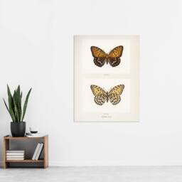 "Artery8 Regal Fritillary Butterfly Sherman Denton Wall Art Poster Print in White - Size: W12"" x H16""" - thumbnail 4