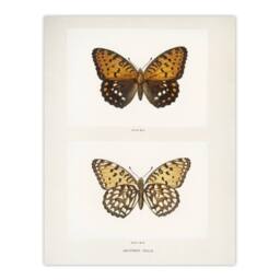 "Artery8 Regal Fritillary Butterfly Sherman Denton Wall Art Poster Print in White - Size: W12"" x H16""" - thumbnail 1