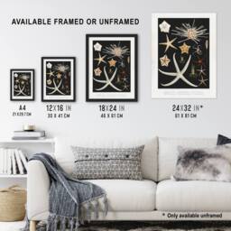 Artery8 Varieties of Marine Life Starfish Albert I Framed Wall Art Print in Black - Size: A4 - thumbnail 3