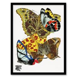 Artery8 Papillons Bright Vintage Butterflies Framed Wall Art Print Eugene Seguy - Size: A4 - thumbnail 1
