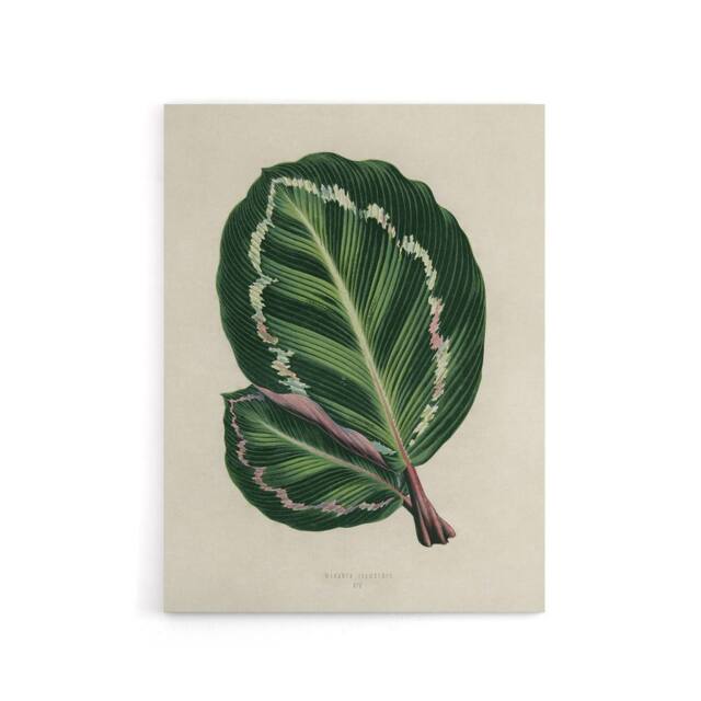 "Artery8 Vintage Botanical Maranta Calathea Leaves Fawcett Canvas Wall Art in Beige - Size: W24"" x H32""" - image 1