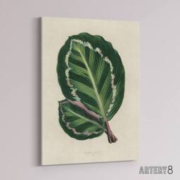 "Artery8 Vintage Botanical Maranta Calathea Leaves Fawcett Canvas Wall Art in Beige - Size: W24"" x H32""" - thumbnail 2