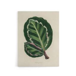 "Artery8 Vintage Botanical Maranta Calathea Leaves Fawcett Canvas Wall Art in Beige - Size: W24"" x H32""" - thumbnail 1