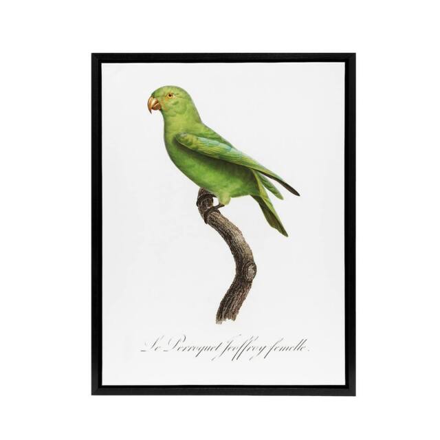 "Artery8 The Red Cheeked Parakeet Francois Levaillant Framed Canvas Wall Art in White - Size: W12"" x H16""" - image 1