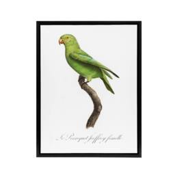 "Artery8 The Red Cheeked Parakeet Francois Levaillant Framed Canvas Wall Art in White - Size: W12"" x H16""" - thumbnail 1