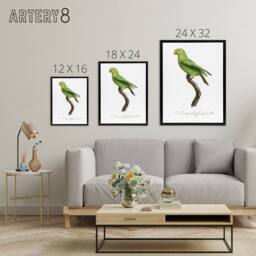 "Artery8 The Red Cheeked Parakeet Francois Levaillant Framed Canvas Wall Art in White - Size: W12"" x H16""" - thumbnail 4