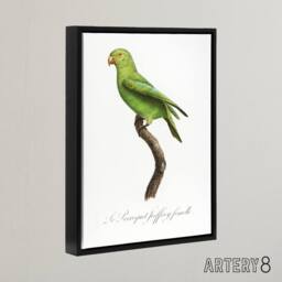 "Artery8 The Red Cheeked Parakeet Francois Levaillant Framed Canvas Wall Art in White - Size: W12"" x H16""" - thumbnail 2