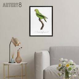"Artery8 The Red Cheeked Parakeet Francois Levaillant Framed Canvas Wall Art in White - Size: W12"" x H16""" - thumbnail 3