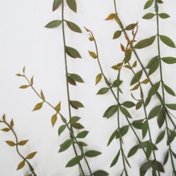Leaf Pack of 12 x 120cm Artificial Hanging Extra Long String of Pearls in Green - Size: 12 x 120 cm - thumbnail 3