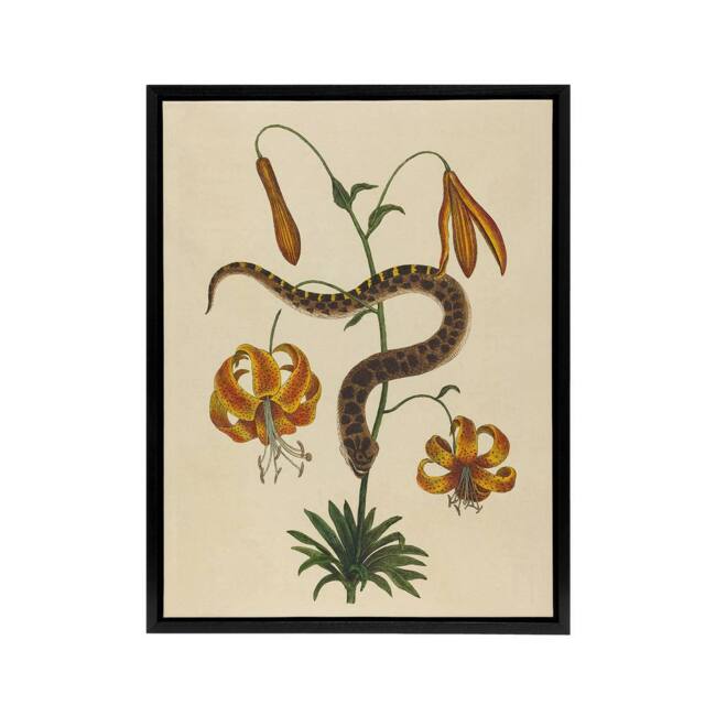 "Artery8 Hog Nose Snake & Tiger Lily Mark Catesby Black Framed Canvas Art in Beige - Size: W12"" x H16""" - image 1