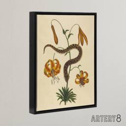 "Artery8 Hog Nose Snake & Tiger Lily Mark Catesby Black Framed Canvas Art in Beige - Size: W12"" x H16""" - thumbnail 2