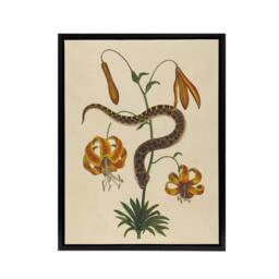 "Artery8 Hog Nose Snake & Tiger Lily Mark Catesby Black Framed Canvas Art in Beige - Size: W12"" x H16""" - thumbnail 1