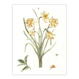 Artery8 Five Daffodils Vintage Illustration Teyler Framed Wall Art Print in White - Size: A4 - thumbnail 3