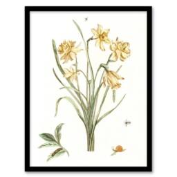 Artery8 Five Daffodils Vintage Illustration Teyler Framed Wall Art Print in White - Size: A4 - thumbnail 1