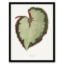 "Artery8 AF Lydon B Fawcett Begonia Rex Grandis Variety Leaf Framed Art Print in White - Size: W12"" x H16""" - thumbnail 1