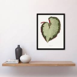 "Artery8 AF Lydon B Fawcett Begonia Rex Grandis Variety Leaf Framed Art Print in White - Size: W12"" x H16""" - thumbnail 4