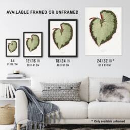 "Artery8 AF Lydon B Fawcett Begonia Rex Grandis Variety Leaf Framed Art Print in White - Size: W12"" x H16""" - thumbnail 3