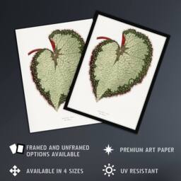 "Artery8 AF Lydon B Fawcett Begonia Rex Grandis Variety Leaf Framed Art Print in White - Size: W12"" x H16""" - thumbnail 2