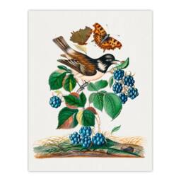 Artery8 Bramble Rubus Starling & Butterflies Bolton Framed Wall Art Print - Size: A4 - thumbnail 3
