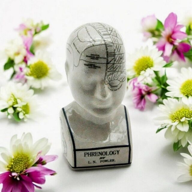 Minster Phrenology Head Ornament - L9 x W11 x H25 cm in White - Size: 1 Pack - image 1