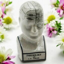 Minster Phrenology Head Ornament - L9 x W11 x H25 cm in White - Size: 1 Pack - thumbnail 2
