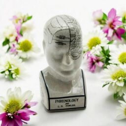 Minster Phrenology Head Ornament - L9 x W11 x H25 cm in White - Size: 1 Pack - thumbnail 1