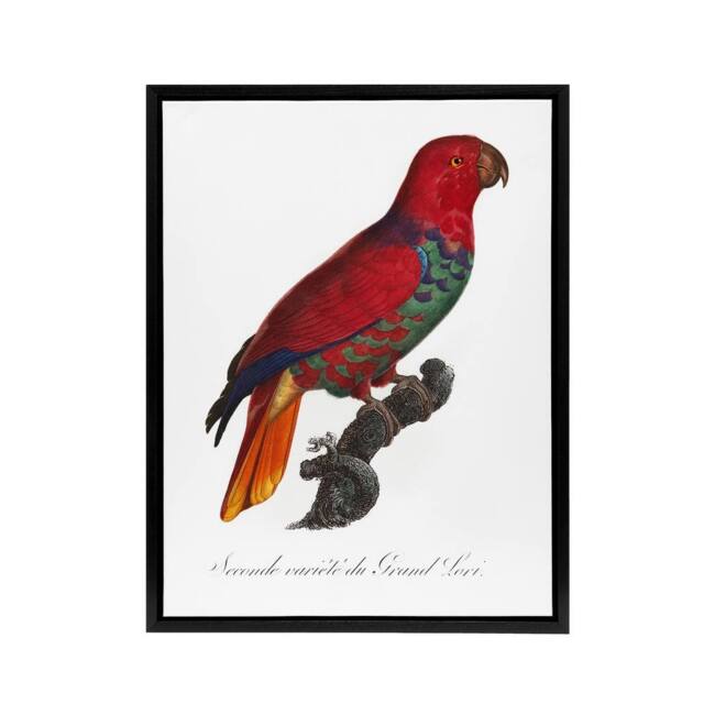 "Artery8 The Eclectus Parrot Francois Levaillant Framed Canvas Wall Art Print in White - Size: W18"" x H24""" - image 1
