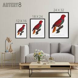 "Artery8 The Eclectus Parrot Francois Levaillant Framed Canvas Wall Art Print in White - Size: W18"" x H24""" - thumbnail 4