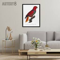 "Artery8 The Eclectus Parrot Francois Levaillant Framed Canvas Wall Art Print in White - Size: W18"" x H24""" - thumbnail 3