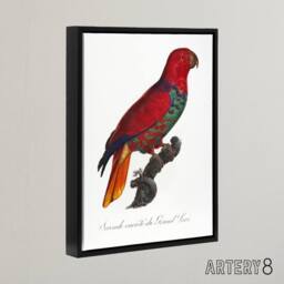 "Artery8 The Eclectus Parrot Francois Levaillant Framed Canvas Wall Art Print in White - Size: W18"" x H24""" - thumbnail 2