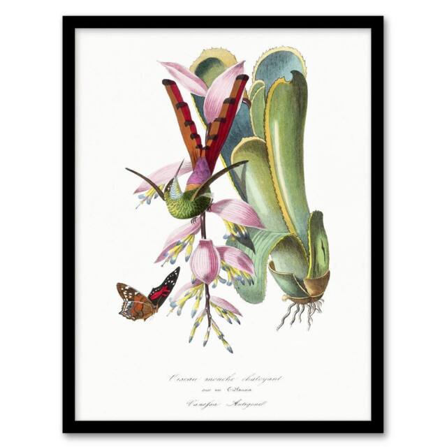Artery8 Paul Gervais Hummingbird Butterfly & Flower Framed Wall Art Print in White - Size: A4 - image 1