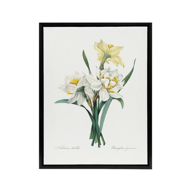 "Artery8 Daffodil Floral Illustration Redoute Black Framed Canvas Wall Art in White - Size: W12"" x H16""" - image 1
