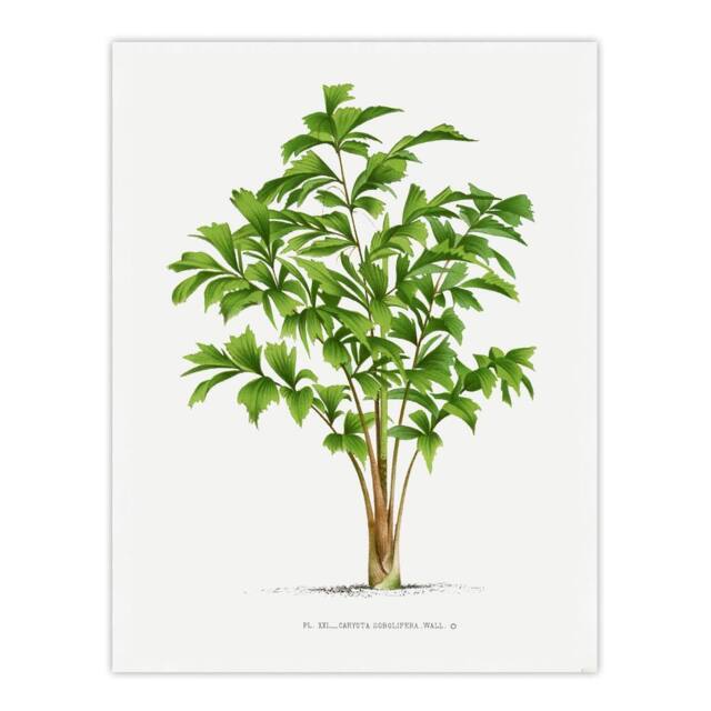 "Artery8 Caryota Sobolifera Palm Tree Kerchove Wall Art Poster Print in White - Size: W18"" x H24""" - image 1